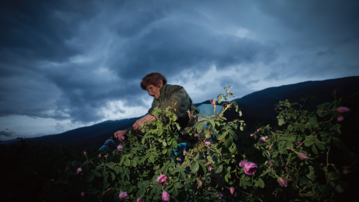 ブルガリアのエニオボンチェフ社と提携。