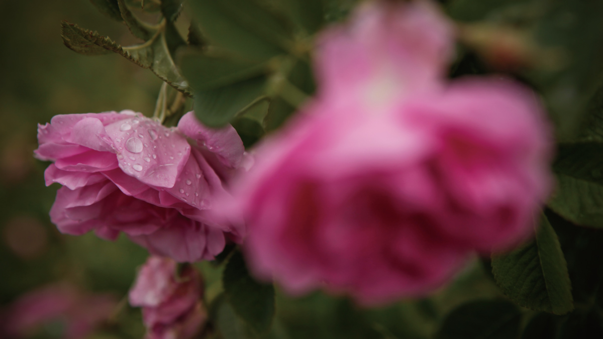 ブルガリアのエニオボンチェフ社と提携。