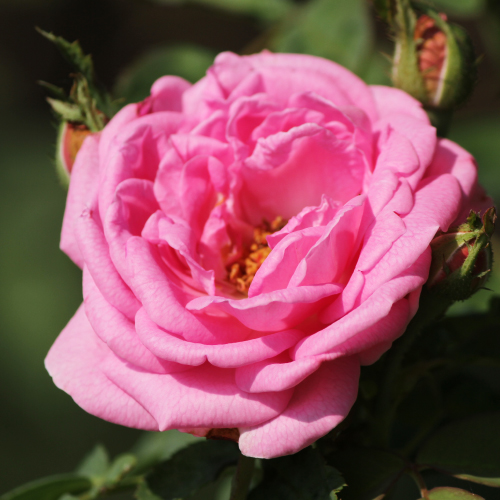 ダマスクばら水